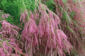 Tamaris d'�t� 'Pink Cascade'