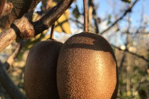 Kiwi Minkigold�