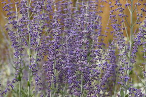 Sauge d'Afghanistan 'Little Spire'