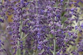 Sauge d'Afghanistan 'Little Spire'