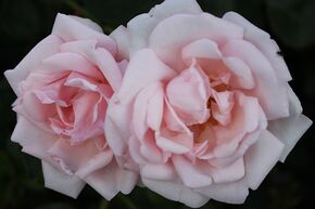 Rosier grimpant 'New Dawn'