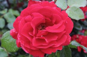 Rosier grimpant 'Sympathie�'