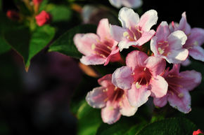 Buisson de beaut� - plante XXL