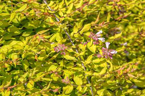 Kolkwitzia, Buisson de beaut� 'Maradco'