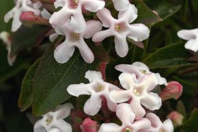 Ab�lia parfum� 'Monia'