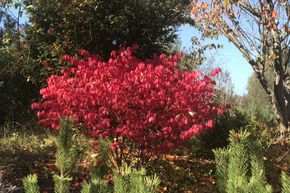 Fusain ail� 'Compactus'