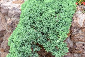 Gen�vrier rampant 'Nana'