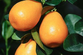 Kumquat Fukushu ou Jiangsu 'Obovata'