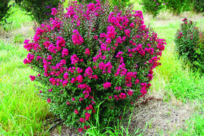 Lilas d'Inde 'Double Feature'