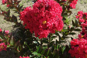Lilas d'Inde 'Enduring Summer Red'