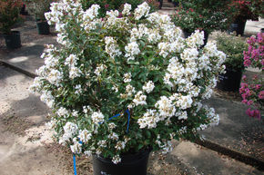 Lilas d'Inde 'Enduring White'