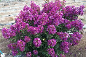 Lilas d'Inde 'Purple Star'