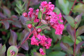 Lilas des Indes 'Red Imperator'� - plante XXL