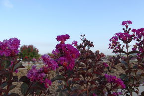 Lilas d'Inde 'Rhapsody in Blue'