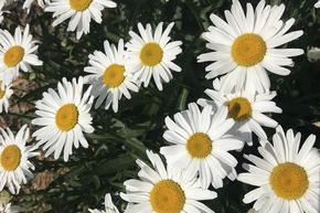 Marguerite d'�t� 'Silberprinzesschen'