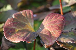 Ligulaire d'or 'Midnight Lady'