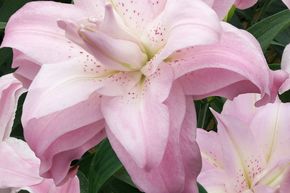 Lys 'Lotus Queen' (lot de 5)