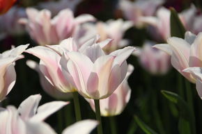 Tulipe � fleurs de lis 'Ballade Lady'