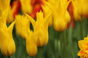 Tulipe � fleurs de lis 'Flashback�'