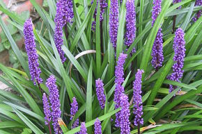 Liriope 'Moneymaker'