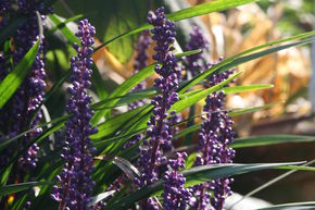 Liriope 'Ingwersen'