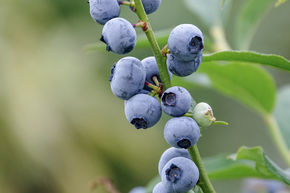 Myrtille Lowberry� Little Blue Wonder