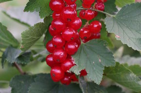 Groseillier � grappes rouges Lowberry� ��Ribiseli Rotelli���