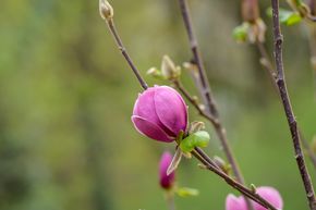 Magnolia 'Black Tulip'
