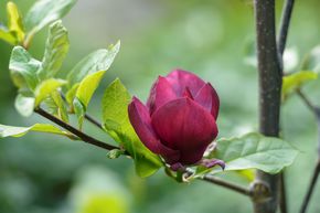 Magnolia 'Genie'
