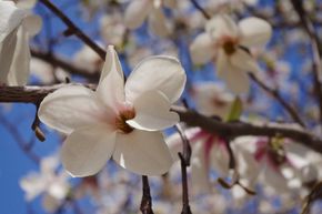Magnolia, Magnolia de Kobushi