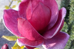 Magnolia 'March Til Frost'