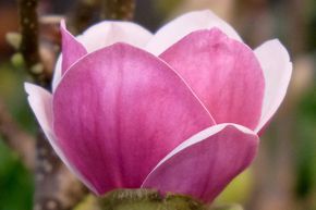 Magnolia 'Satisfaction'