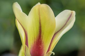 Magnolia 'Sunrise'