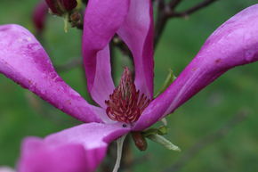 Magnolia 'Susan' - petit arbre ornemental