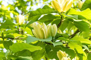 Magnolia 'Yellow Lantern'