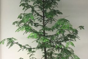 M�tas�quoia du Sechuan, s�quoia, s�quoia originel