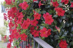 Dipladenia, Mandevilla 'Topaze Vermillon' Colonne