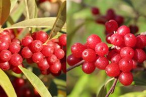 Duo - Chalef d'automne Mehrbeere� Pointilla� Amoroso� & Sweet'n'Sour�, dans un m�me pot