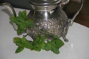 Menthe marocaine 'Maroccan'