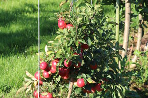 Pommier nain Maloni� Lowfruit� 'Gullivers�'