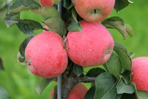 Pommier nain Maloni� 'Winzling�'
