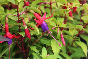 Fuchsia de Magellan 'Genii'