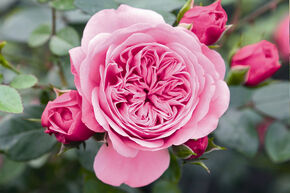Mini rosier grimpant 'Eva�'