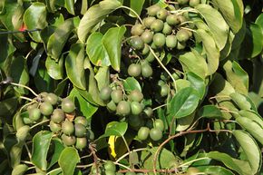 Kiwai, Mini kiwi 'Fresh Jumbo'