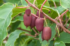 Kiwai, Minikiwi 'Red Jumbo'