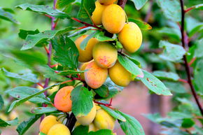 Mirabelle 'Miroma'