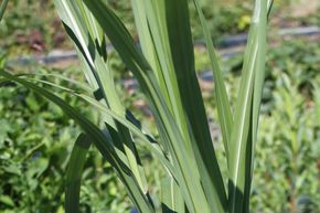 Miscanthus g�ant, roseau de Chine 'Aksel Olsen'