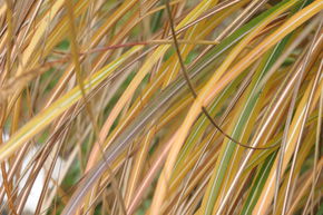 Miscanthus bas, roseau de Chine 'Adagio'