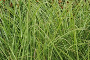 Miscanthus, roseau de Chine 'Ferner Osten'