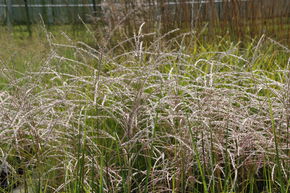 Miscanthus, roseau de Chine 'Kleine Font�ne'